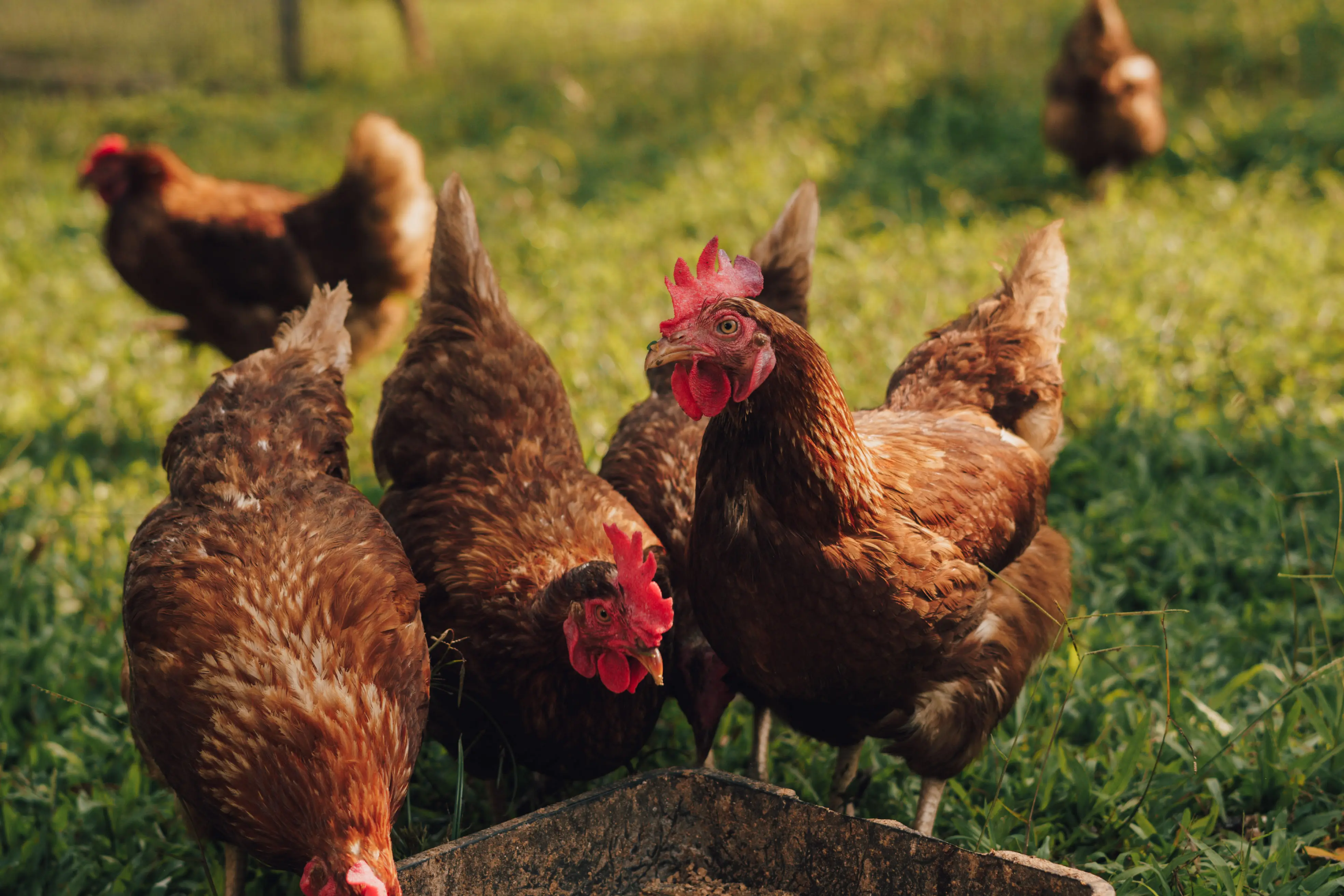 Hens in the field